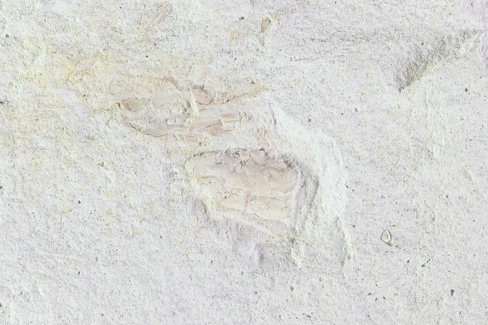 Bargain, Fossil Pea Crab (Pinnixa) From California - Miocene #74467